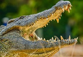 Nile crocodile