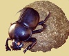 Dung Beetle