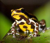 Poison Dart Frog